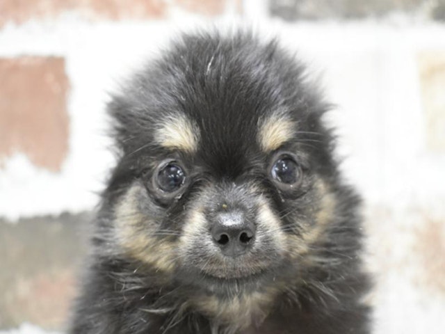 静岡県のハーフ犬・ミックス犬 (ペッツワン沼津店/2024年4月20日生まれ/男の子/ブラックタン)の子犬